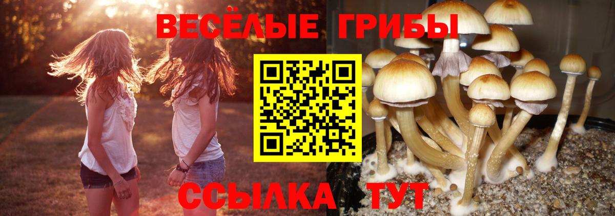 Псилоцибиновые грибы GOLDEN TEACHER Ржев